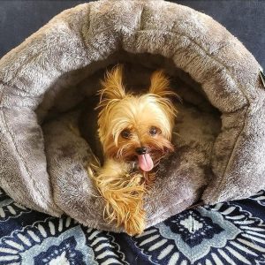 Cosy Cave Bed For Dogs To Relax In